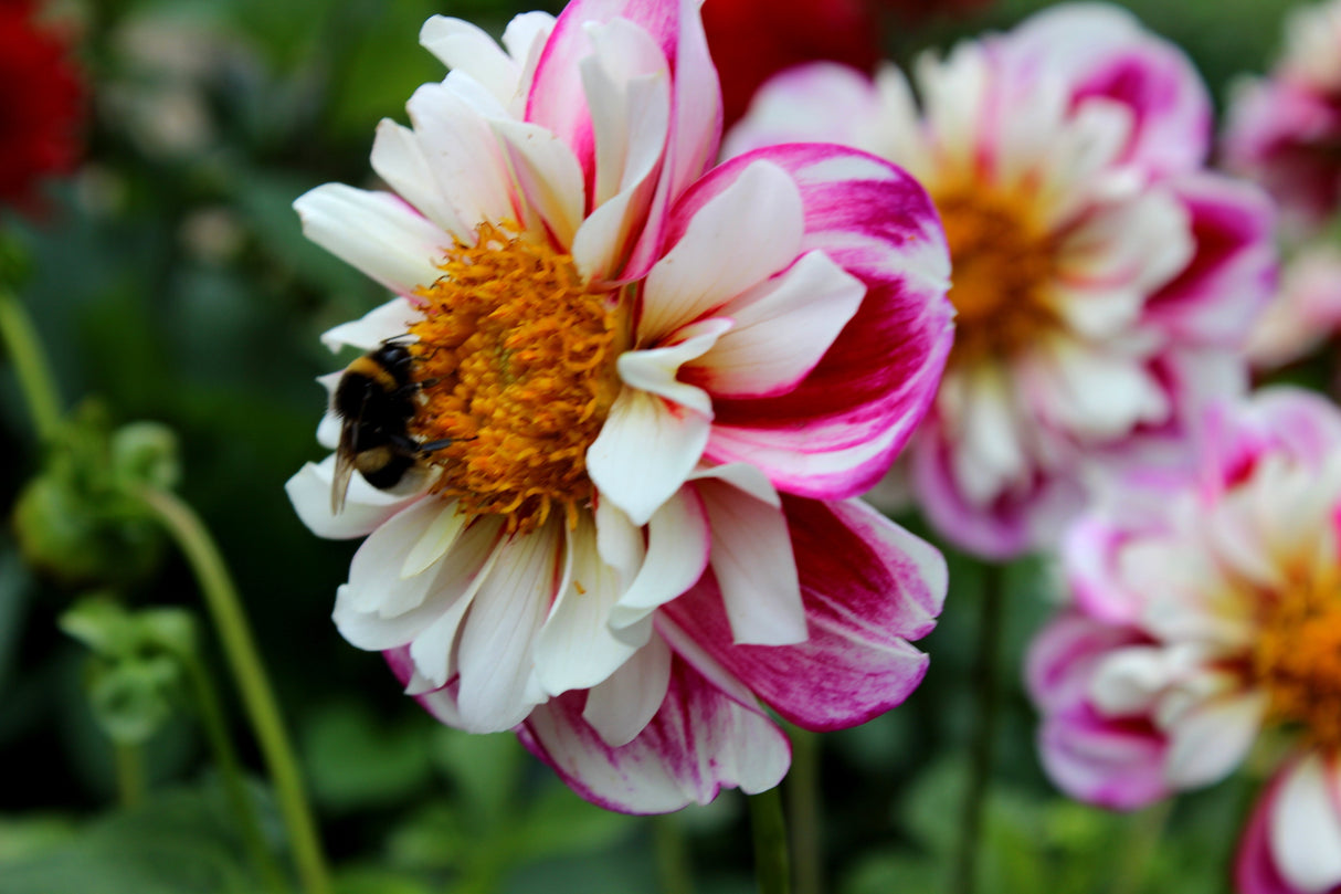 50 EARLY BIRD DAHLIA Mixed Colors Flower Seeds