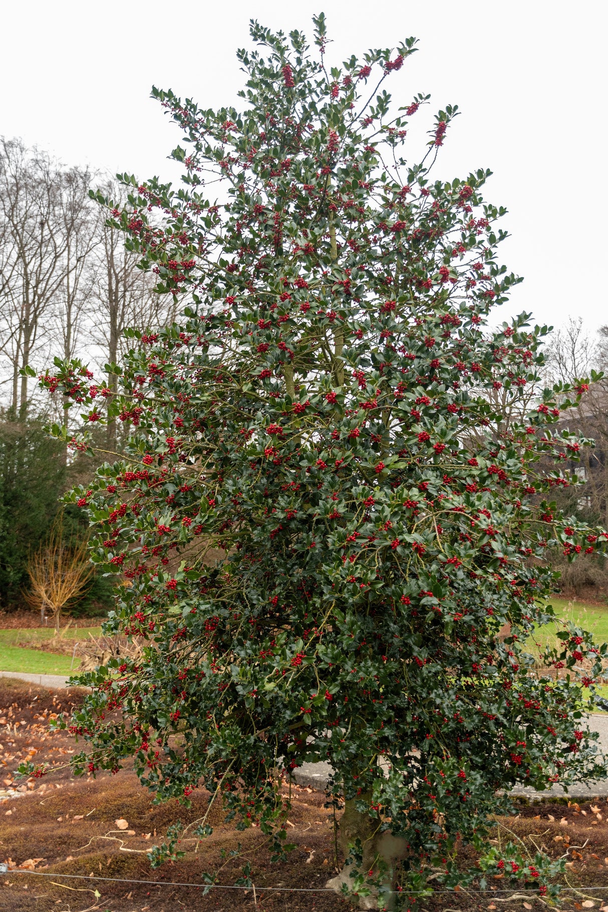 40 ENGLISH HOLLY Ilex Aquifolium aka European Common or Christmas Holly Evergreen Tree Shrub Berry Seeds
