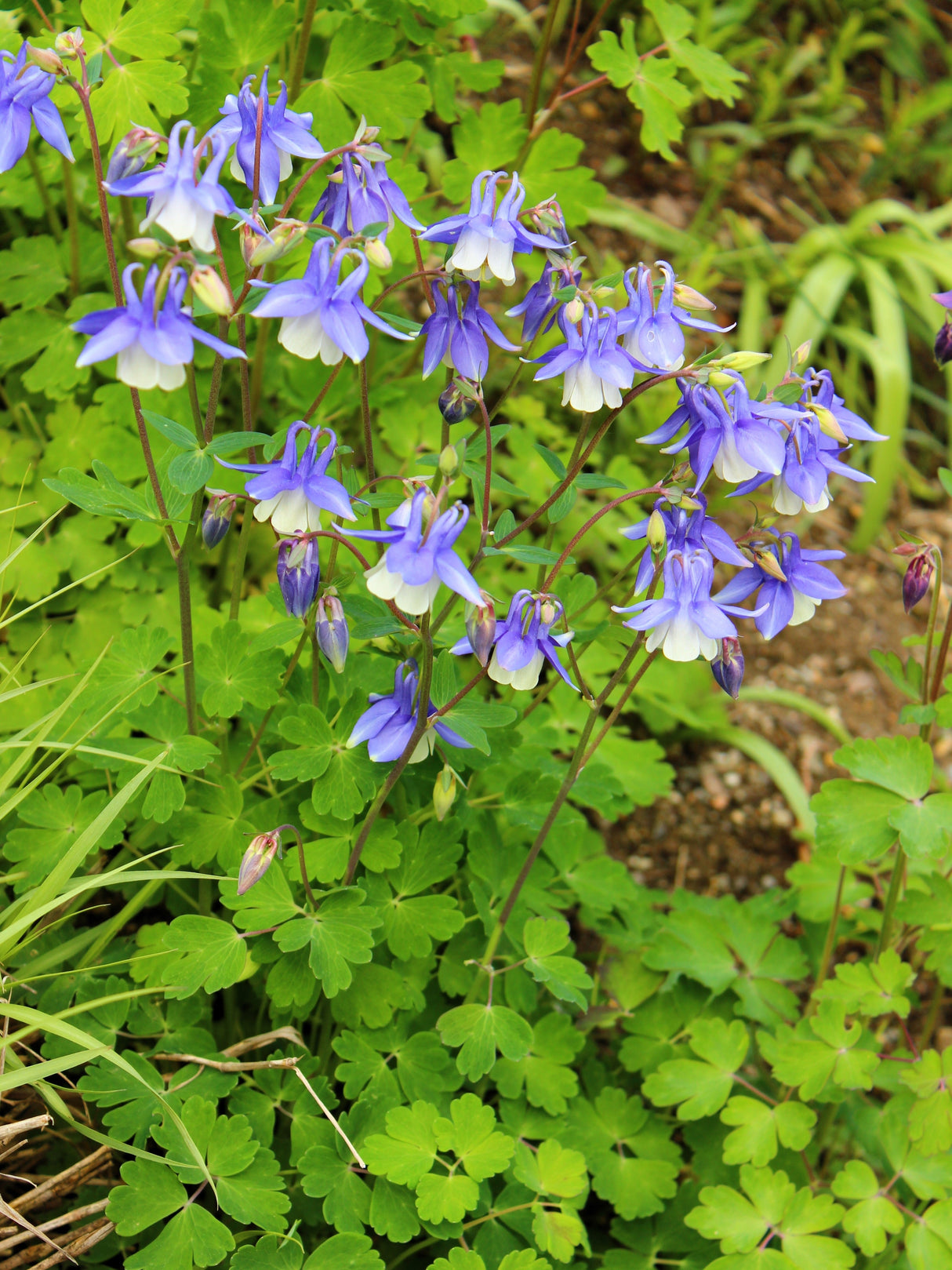 50 Blue ROCKY MOUNTAIN COLUMBINE Aquilegia Caerulea Flower Seeds