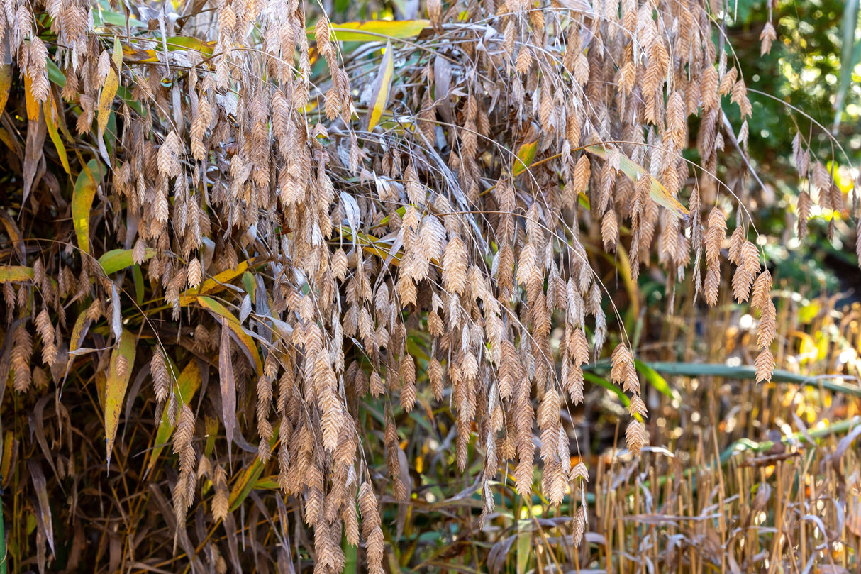 100 RIVER OATS (Northern Sea Oats / Inland Oats) Ornamental Uniola Latifolia Grass Seeds