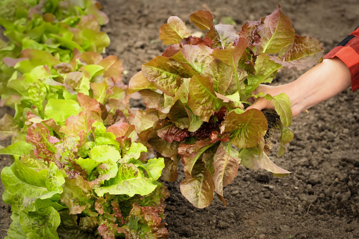 3000 PRIZEHEAD LETTUCE Loose Leaf Early Prize Head Red Lactuca Vegetable Seeds