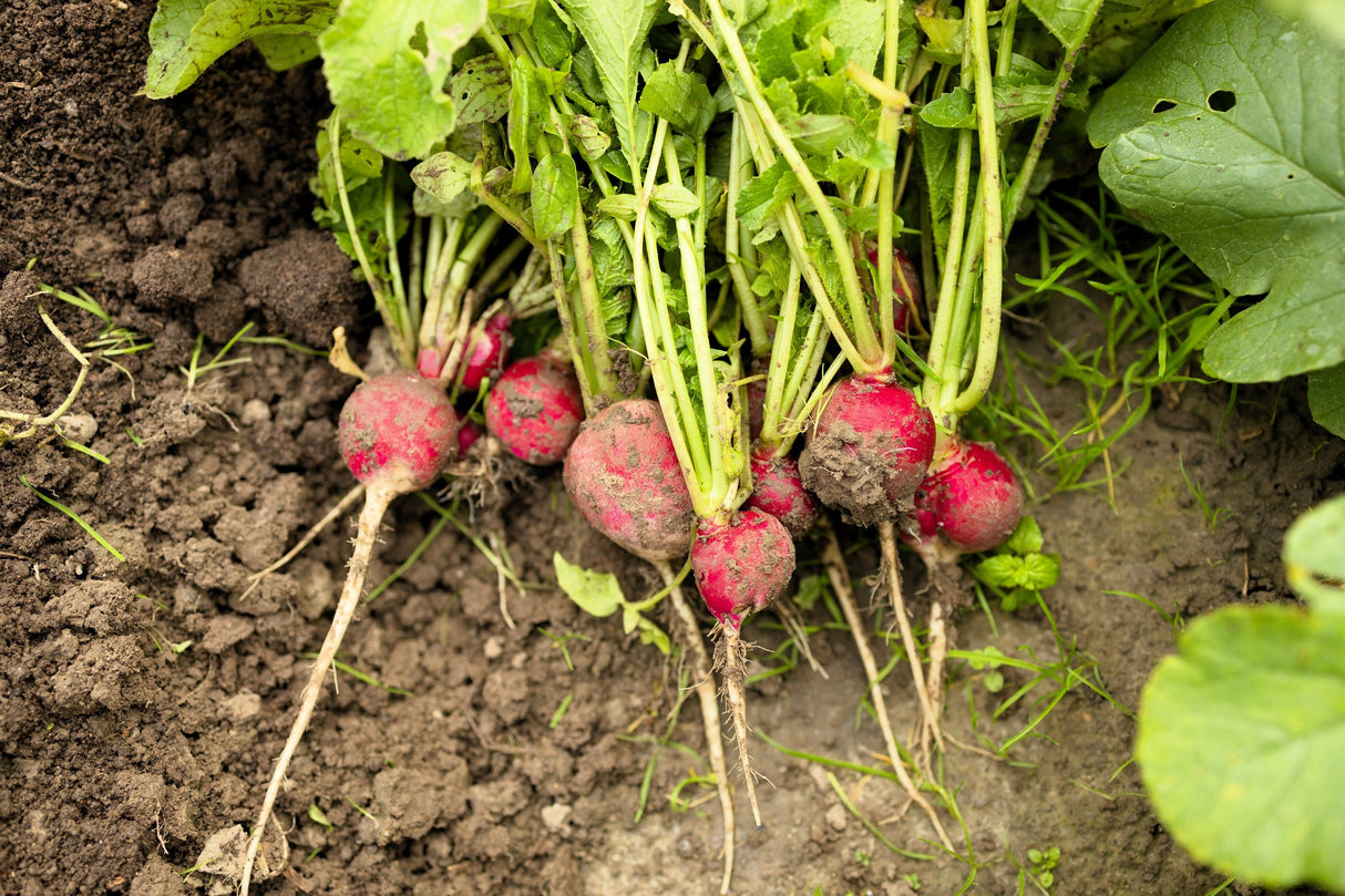 2000 CRIMSON GIANT RADISH Raphanus Sativus Vegetable Seeds