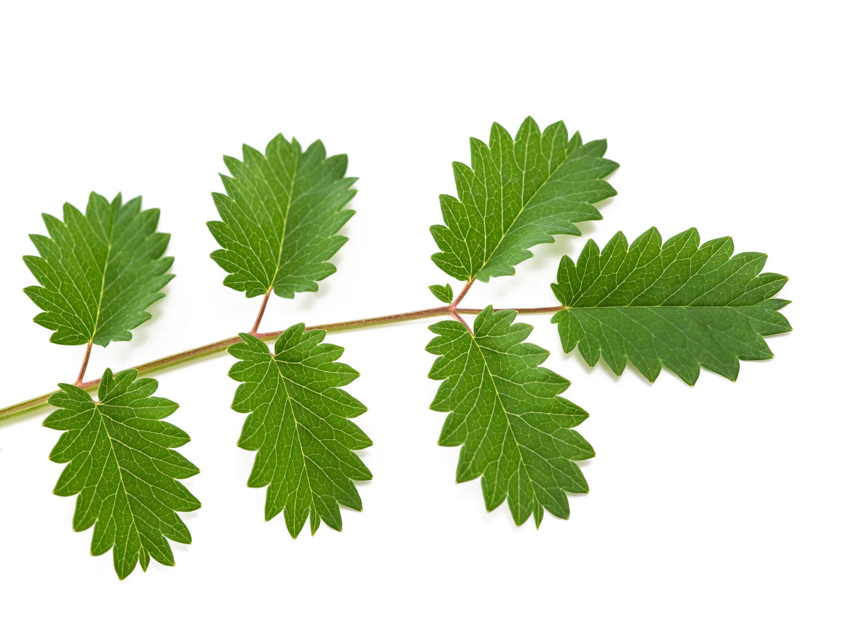 500 SALAD BURNET Sanguisorba Minor Edible Greens Vegetable Herb Flower Seeds