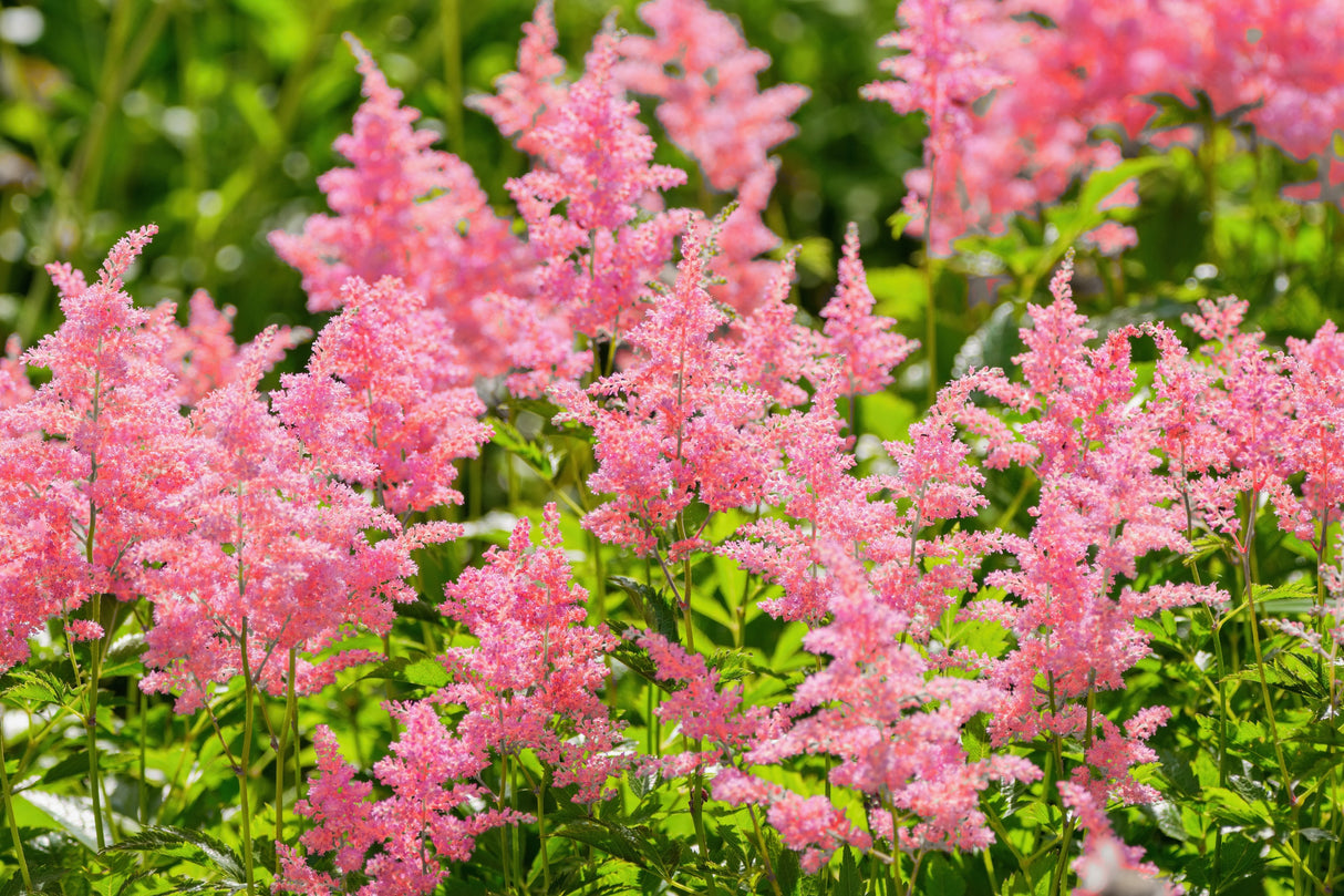 100 PINK MIX ASTILBE (False Spirea / False Goats Beard) Astilbe Chinensis Flower Seeds