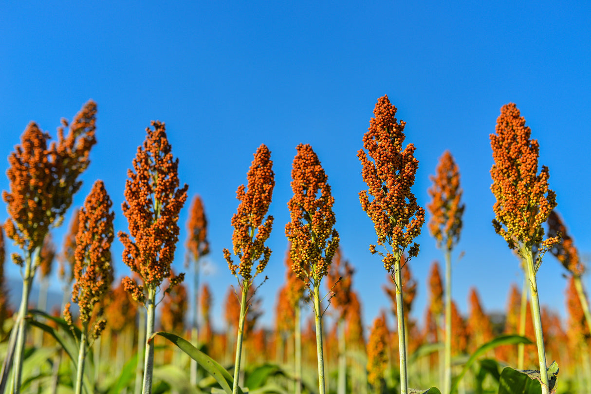 50 HONEY DRIP SORGHUM Bicolor Honey Drop Syrup Grain Vegetable Seeds