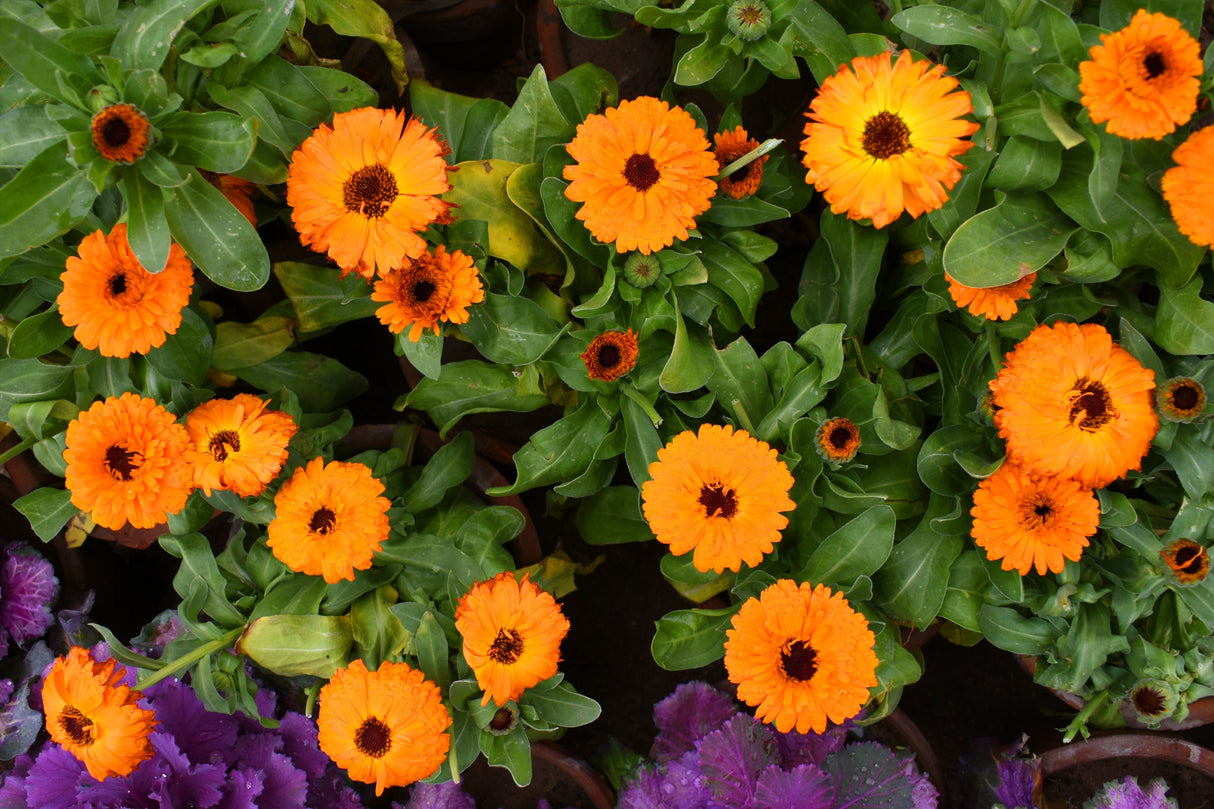 500 PACIFIC Beauty ORANGE MARIGOLD Calendula Officinalis Flower Seeds