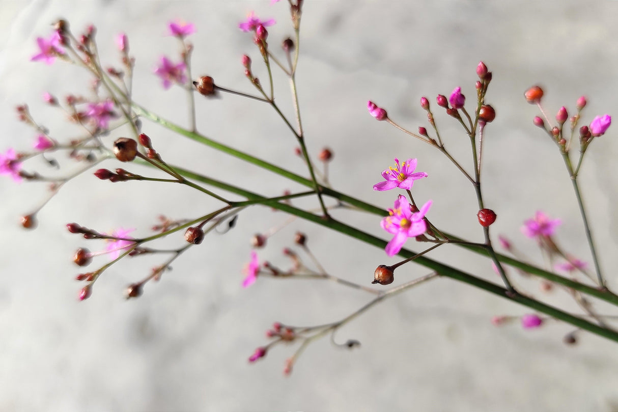 150 FAME FLOWER Jewels of Opar Talinum Paniculatum Portulaca Patens Fameflower Vegetable Leaf Seeds