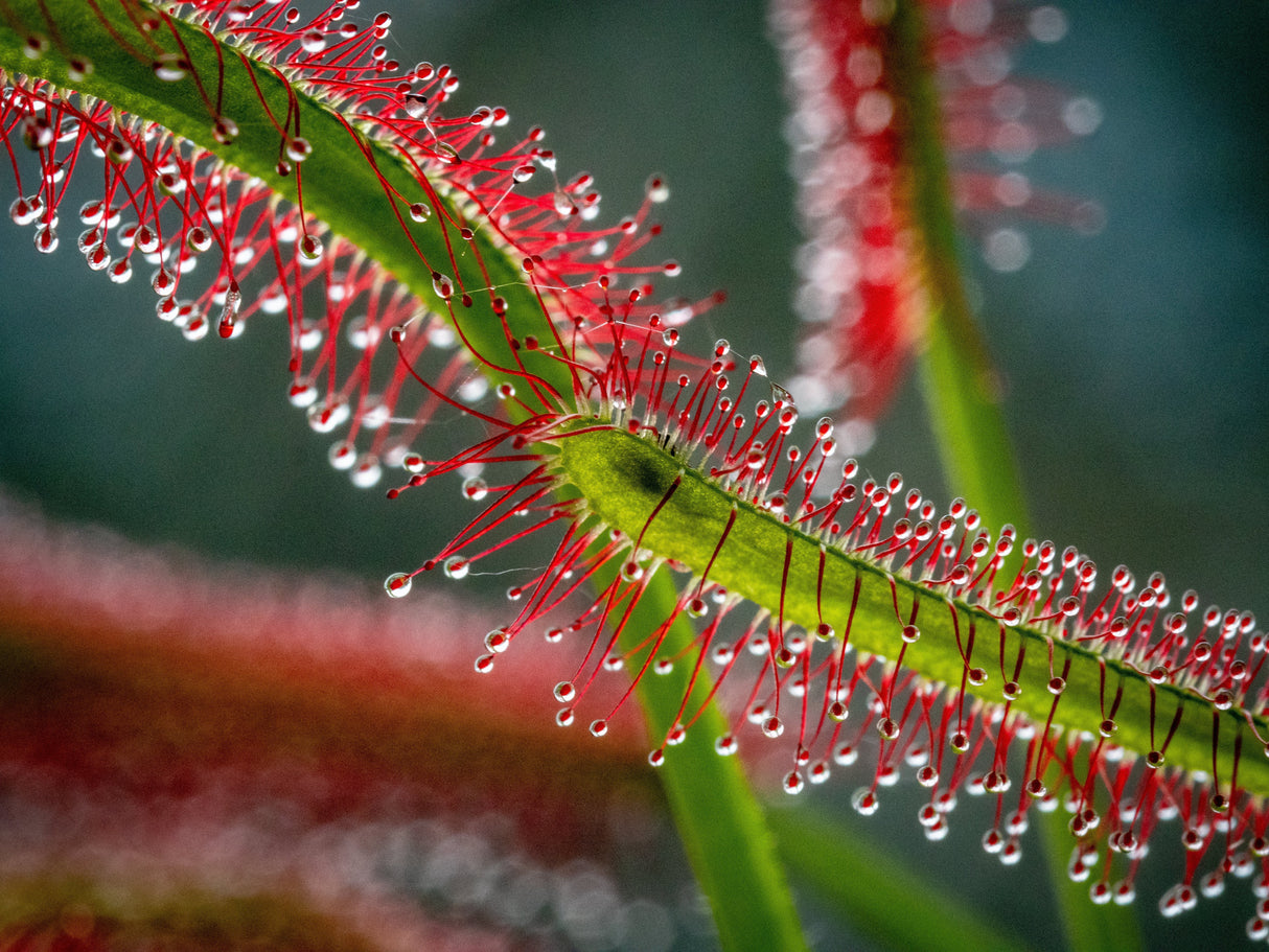 10 CARNIVOROUS SUNDEW PLANT Drosera Flower Seeds