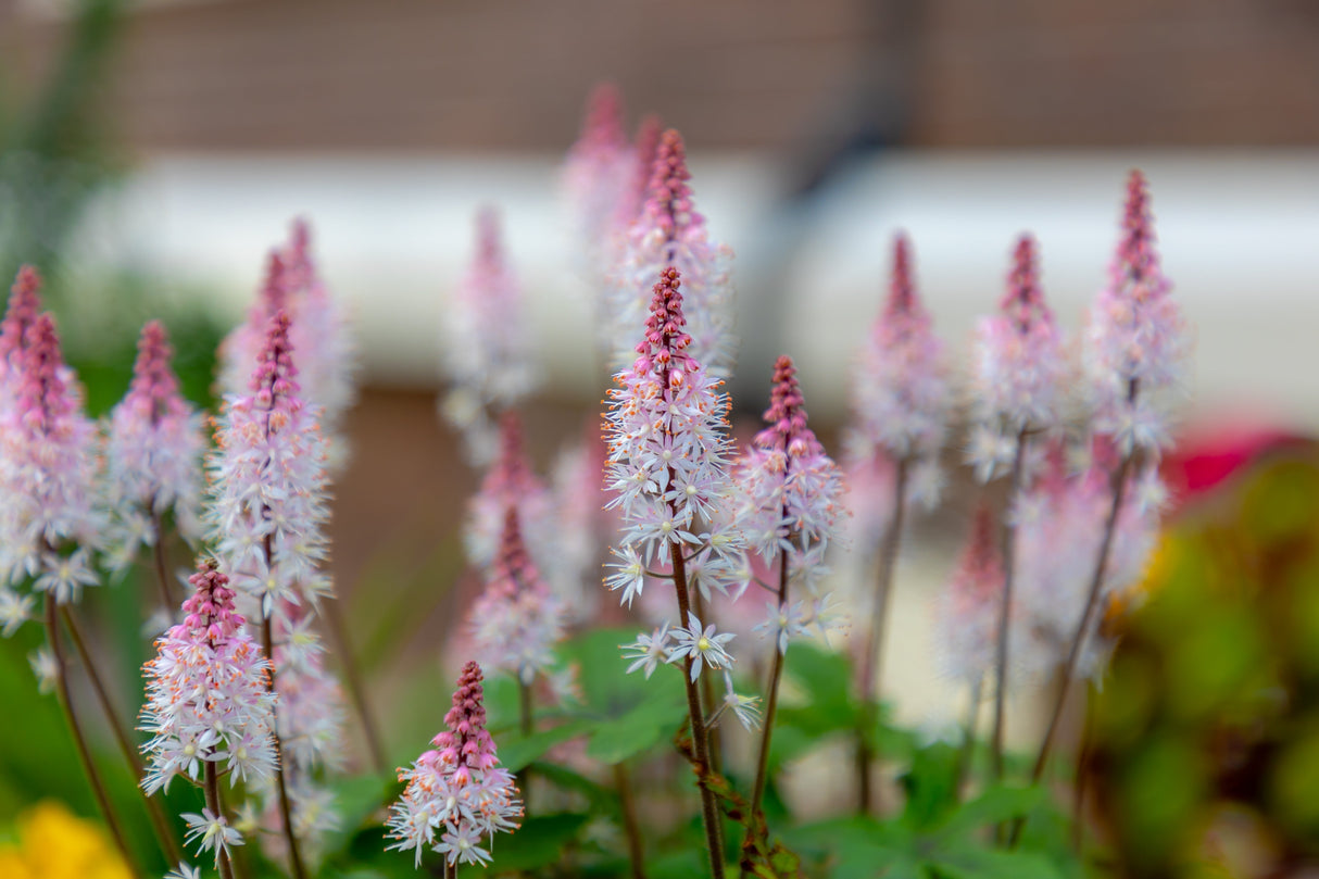 20 HEARTLEAF FOAMFLOWER White & Pink Tiarella Wherryi Coolwort Flower Seeds