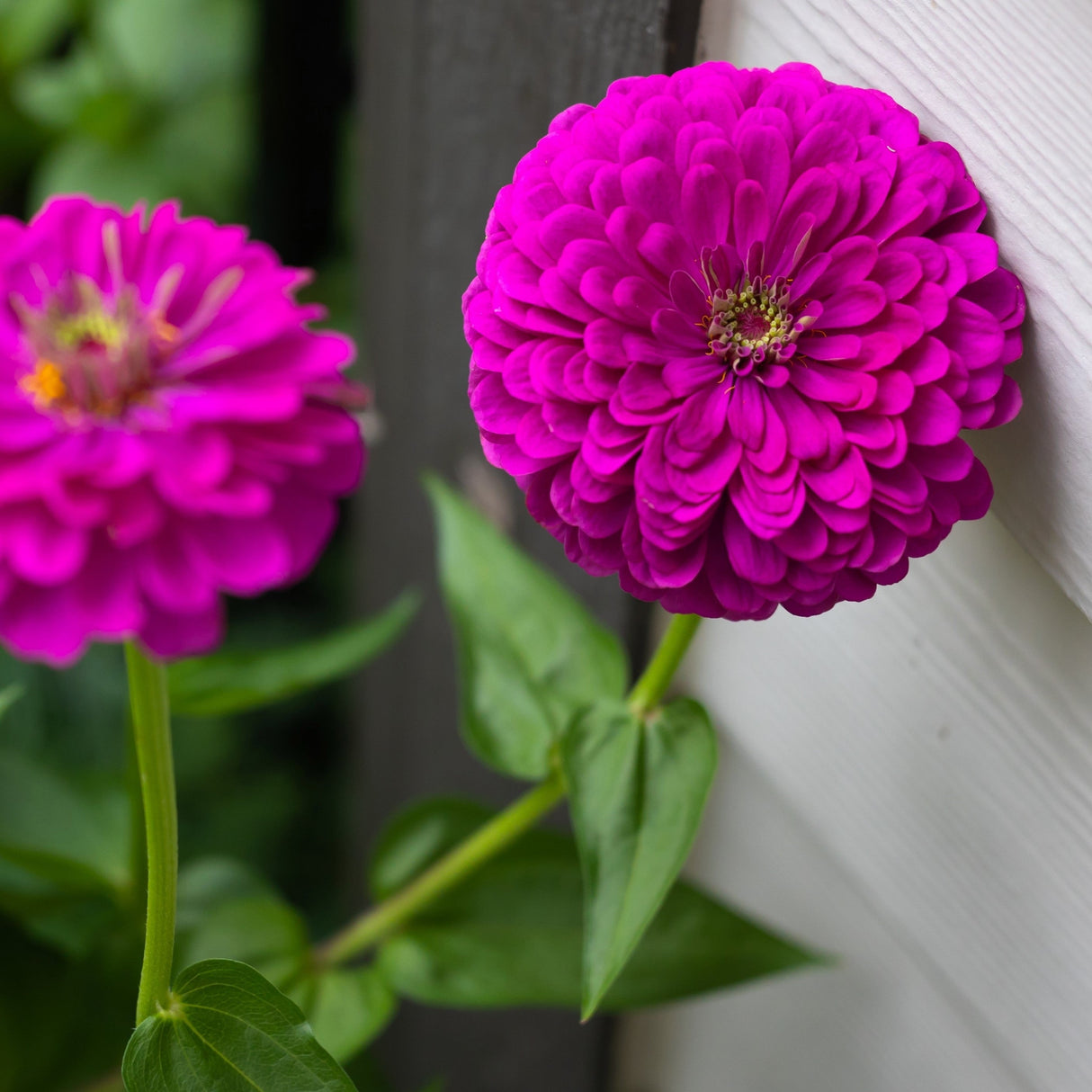 250 PURPLE PRINCE ZINNIA Elegans Flower Seeds