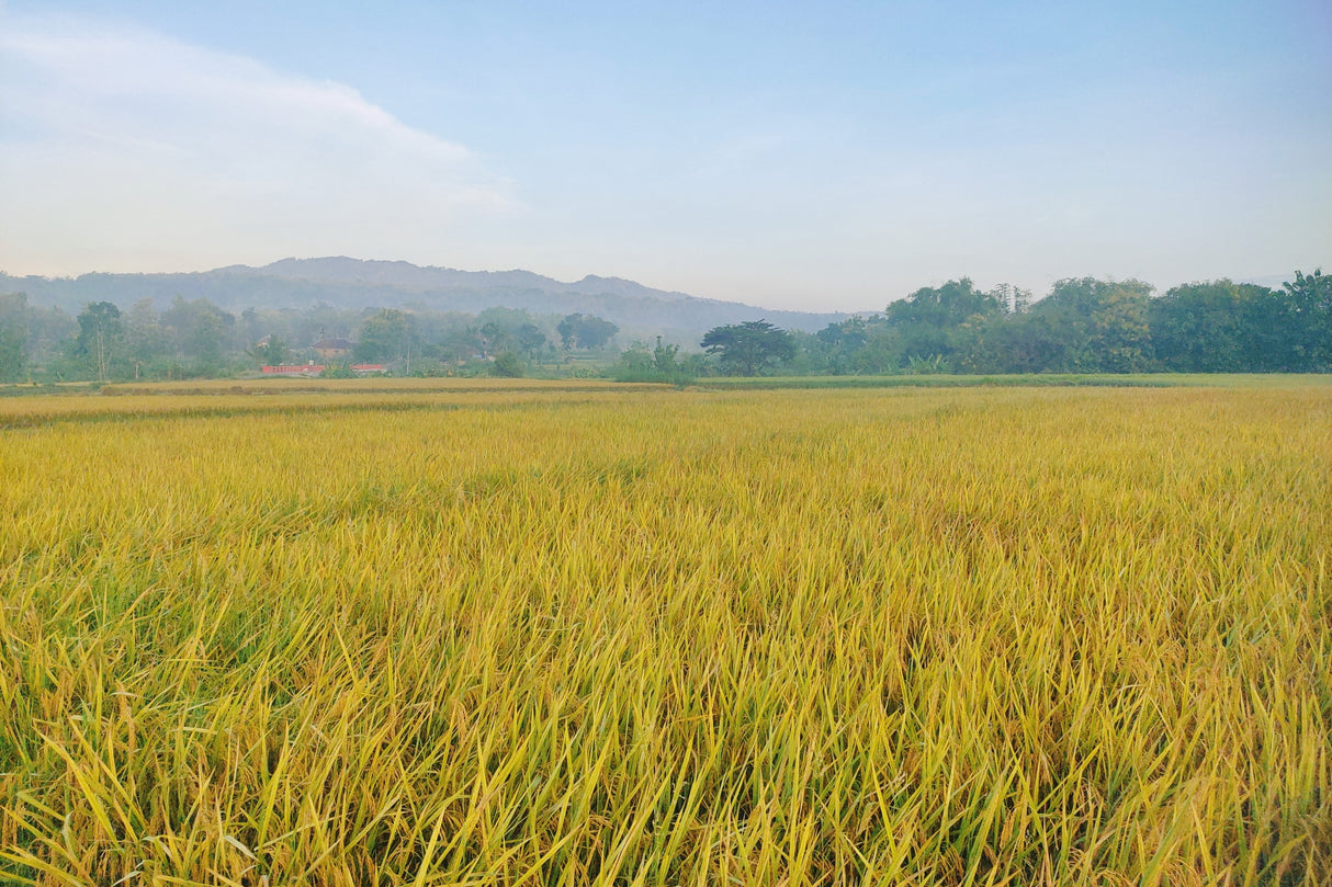 100 Long Grain BROWN WHITE RICE Oryza Sativa Vegetable Seeds