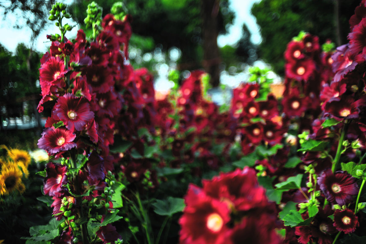 25 BURGUNDY RED HOLLYHOCK Alcea Rosea Flower Seeds Perennial