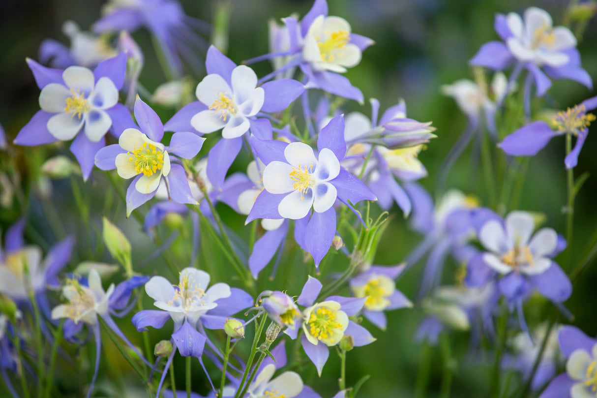 50 MCKANAS GIANT COLUMBINE Mixed Colors Aquilegia Hybrida Flower Seeds