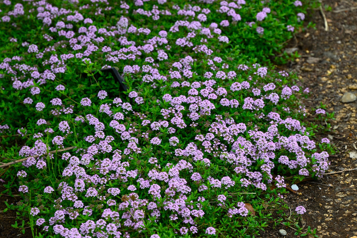 1000 Common GARDEN THYME English, German, French, or Winter Thymus Vulgaris Herb Flower Seeds