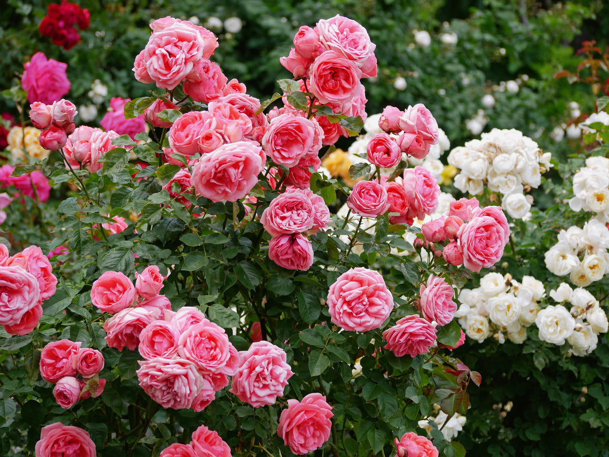 5 PINK ROSE Rosa Bush Shrub Perennial Flower Seeds