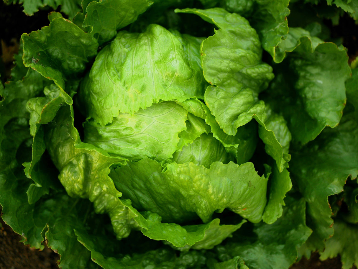 1000 GREAT LAKES LETTUCE Batavian Iceberg Lactuca Sativa Vegetable Seeds