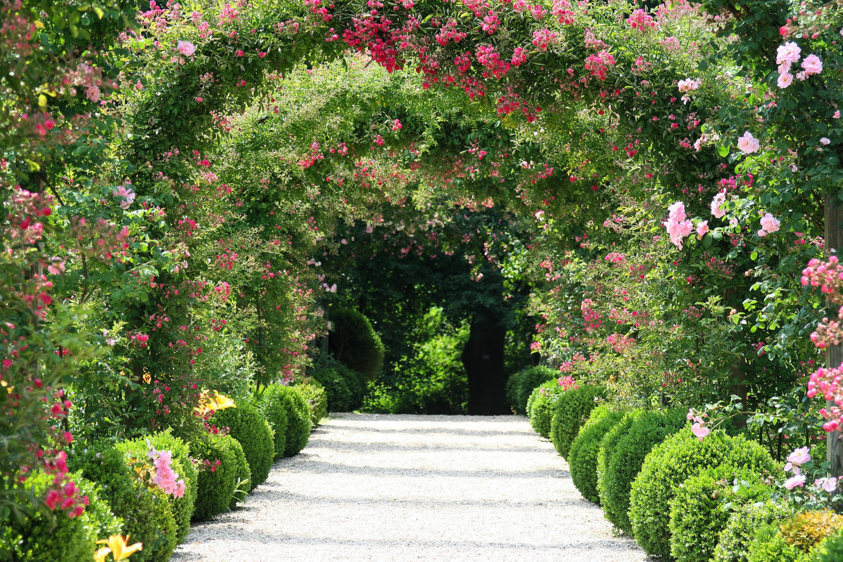 5 PINK CLIMBING ROSE Rosa Bush Vine Climber Fragrant Butterfly Flower Seeds