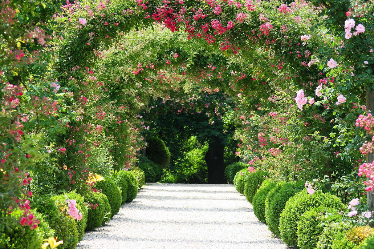 5 RED CLIMBING ROSE Rosa Bush Vine Climber Fragrant Butterfly Flower Seeds