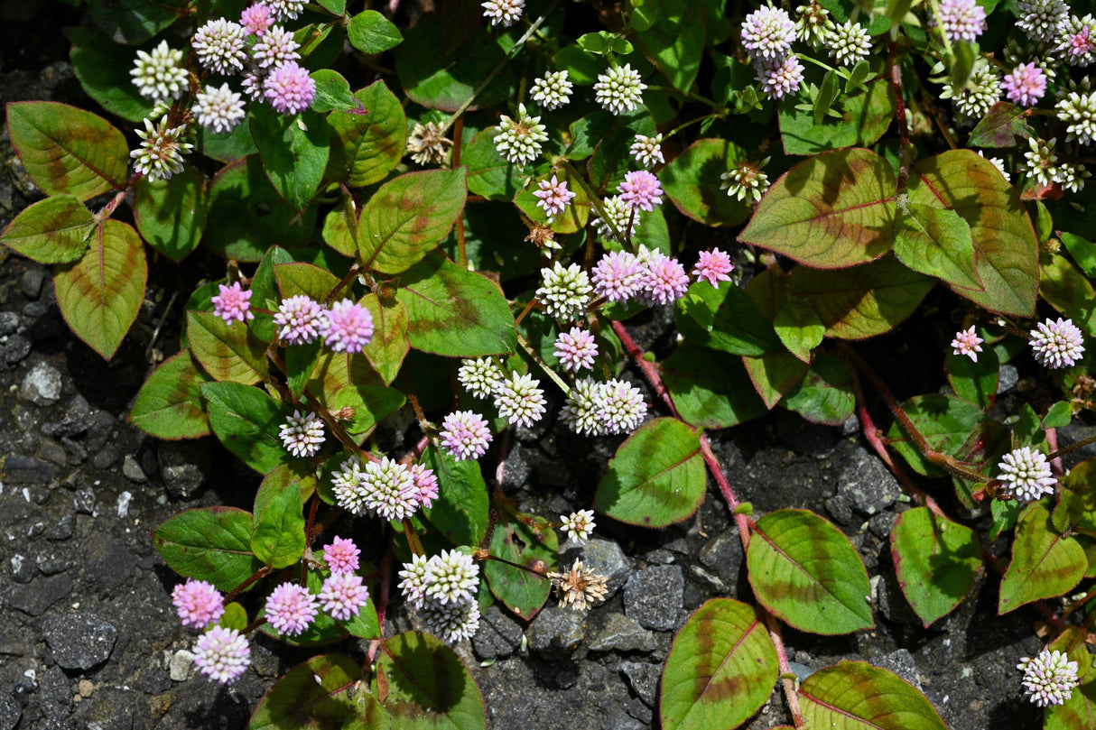 20 PUNCHING BALLS Pink Buttons Persicaria Capitata Polygonum Flower Seeds