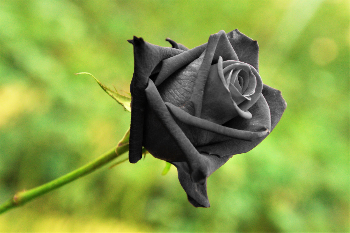 5 BLACK ROSE Rosa Bush Shrub Perennial Flower Seeds