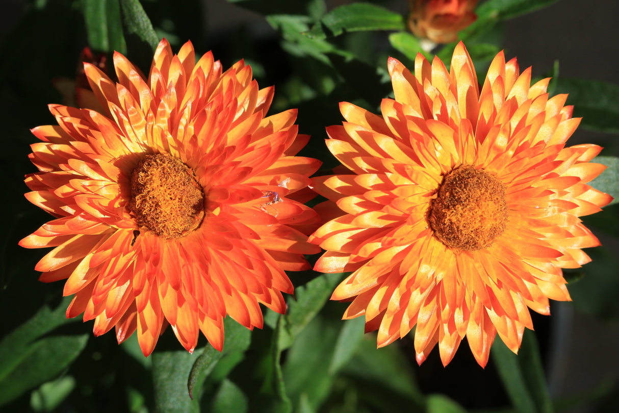 100 ORANGE DOUBLE STRAWFLOWER Xerochrysum Bracteatum Helichrysum Monstrosum Flower Seeds
