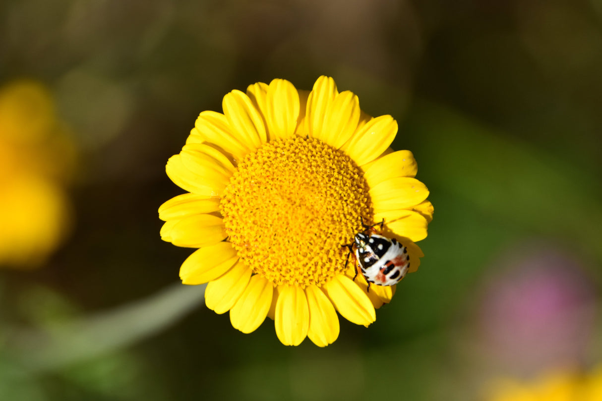 250 GOLDEN MARGUERITE DAISY Dyer's Yellow Chamomile Anthemis Tinctoria Kelwayi Cota Tinctoria Paris Daisy Herb Flower Seeds