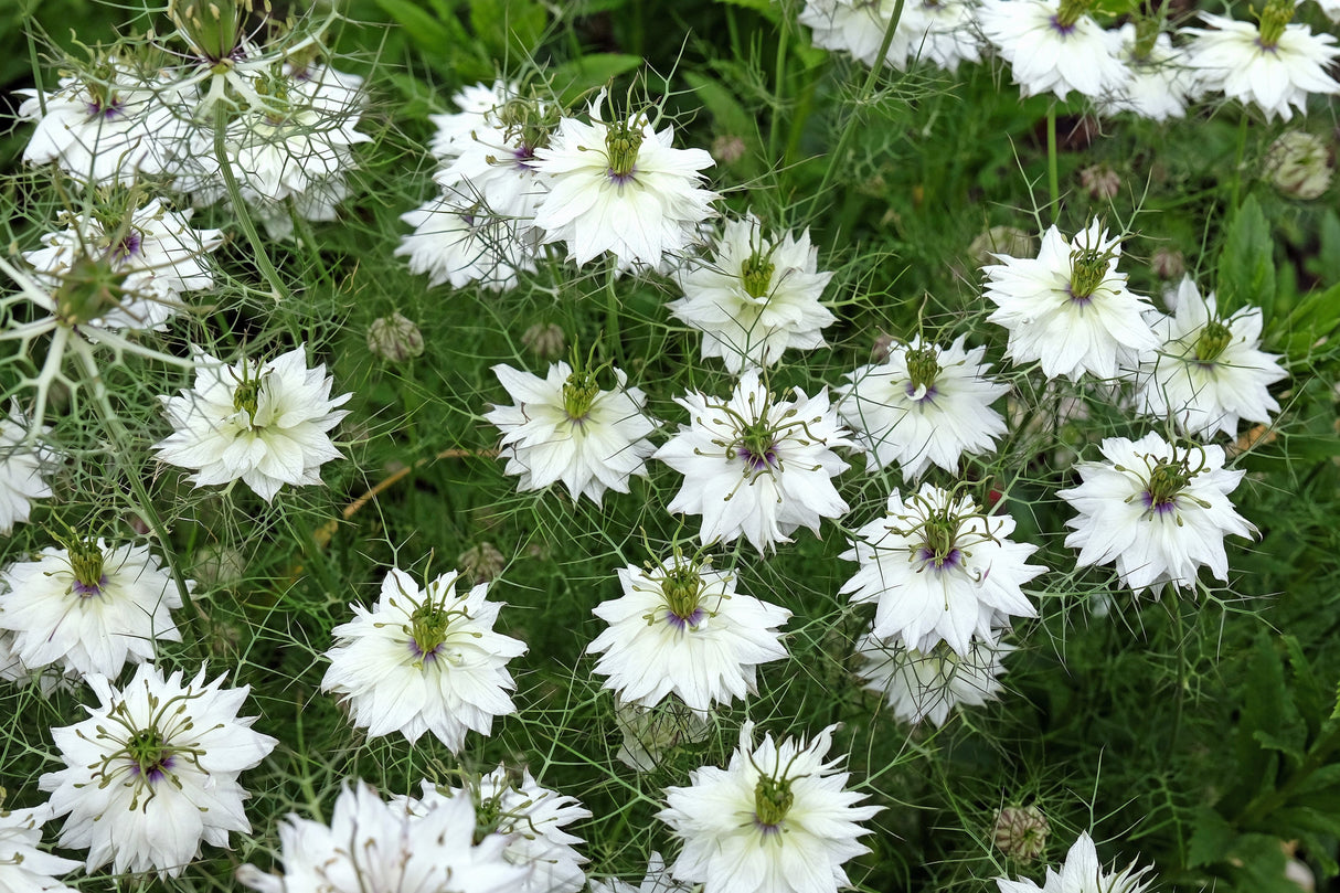 500 White LOVE IN A MIST ( Fennel Flower ) Nigella Damascena Flower Seeds