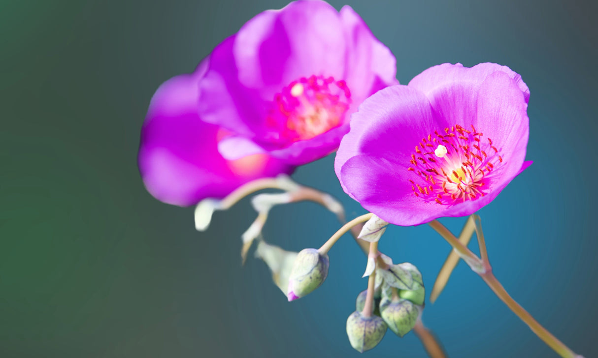 50 RED ROCK PURSLANE ' Ruby Tuesday ' Calandrinia Umbellata Magenta Flower Herb Seeds