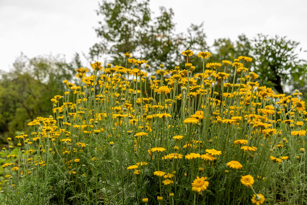 250 GOLDEN MARGUERITE DAISY Dyer's Yellow Chamomile Anthemis Tinctoria Kelwayi Cota Tinctoria Paris Daisy Herb Flower Seeds