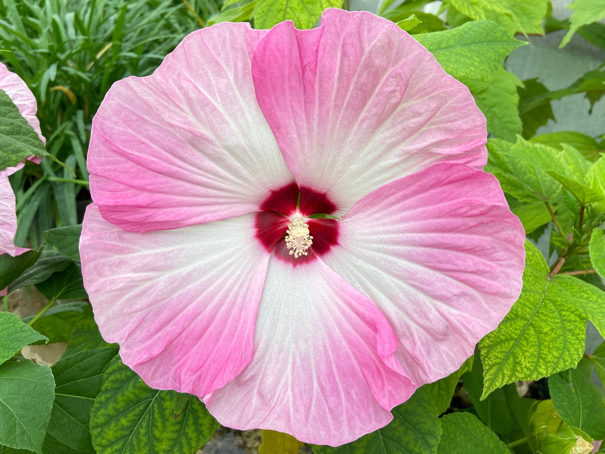 25 MIXED LUNA HIBISCUS Moscheutos Hardy Mixed Colors - Red, Hot Pink, Pink & White Swirl, and White Flower Seeds