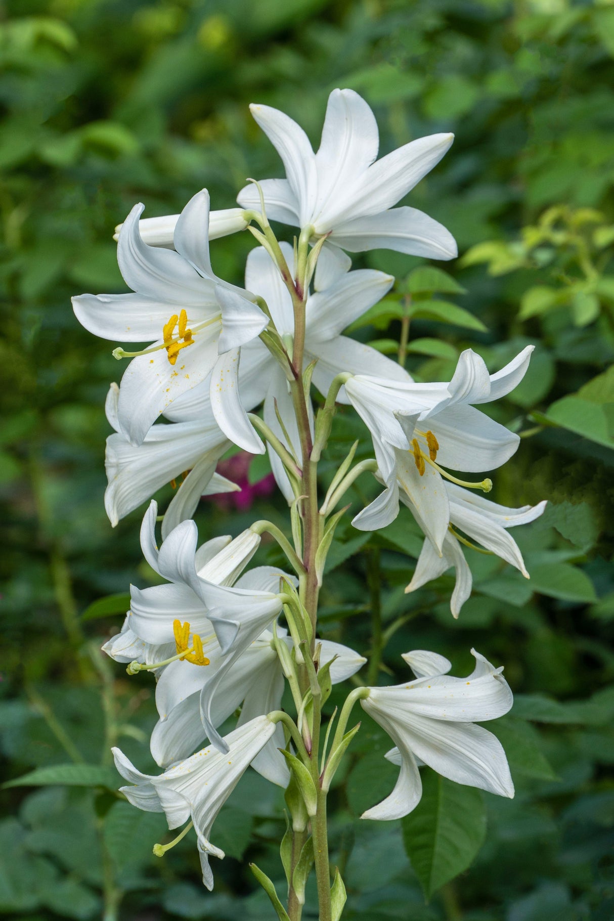 500 White PEACH LEAVED BELLFLOWER Campanula Persicifolia Flower Seeds