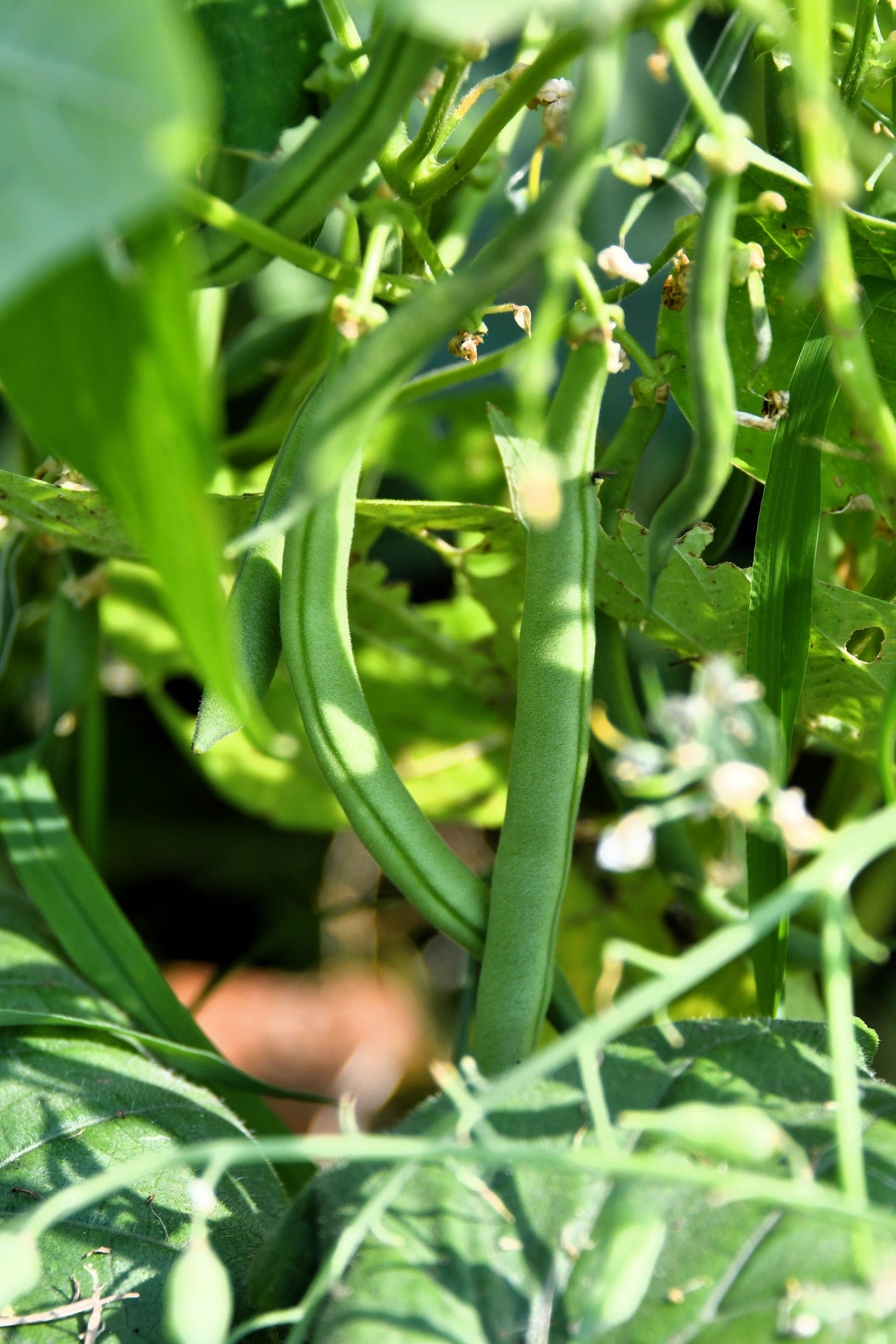 50 GREENCROP GREEN BEAN Phaseolus Vulgaris Vegetable Seeds
