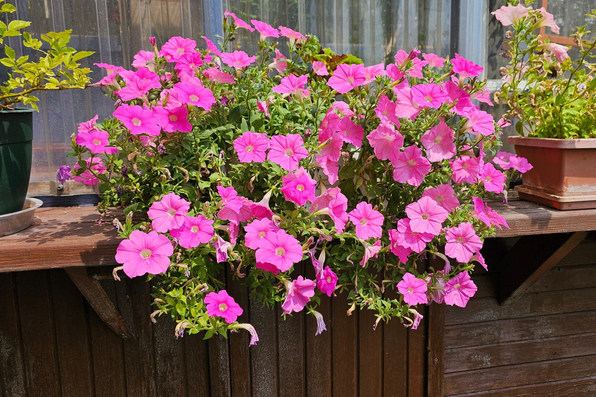 100 PINK PETUNIA Hybrida Pollinator Garden Container Flower Seeds