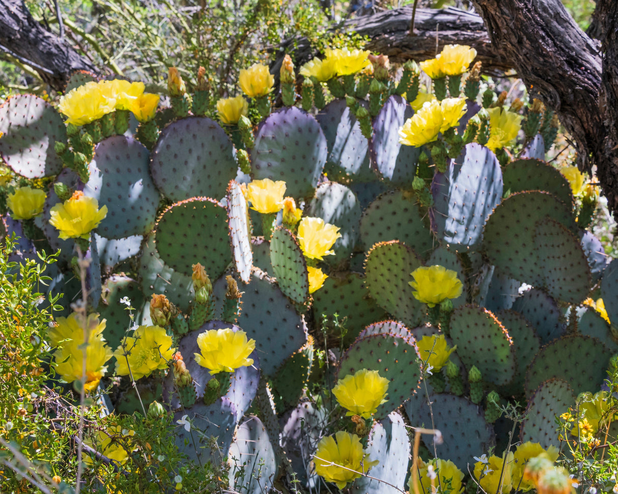 10 Yellow PRICKLY PEAR CACTUS Nopal Opuntia Ficus-Indica Flower Purple Fruit Seeds