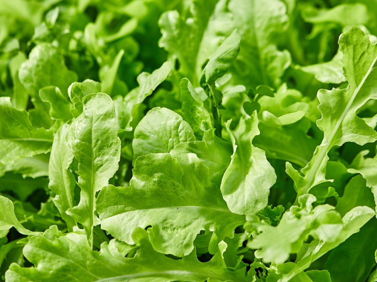 2000 ROQUETTE ARUGULA aka Rocket / Rucola / Rugula - Eruca Vesicaria Sativa Herb Vegetable Seeds