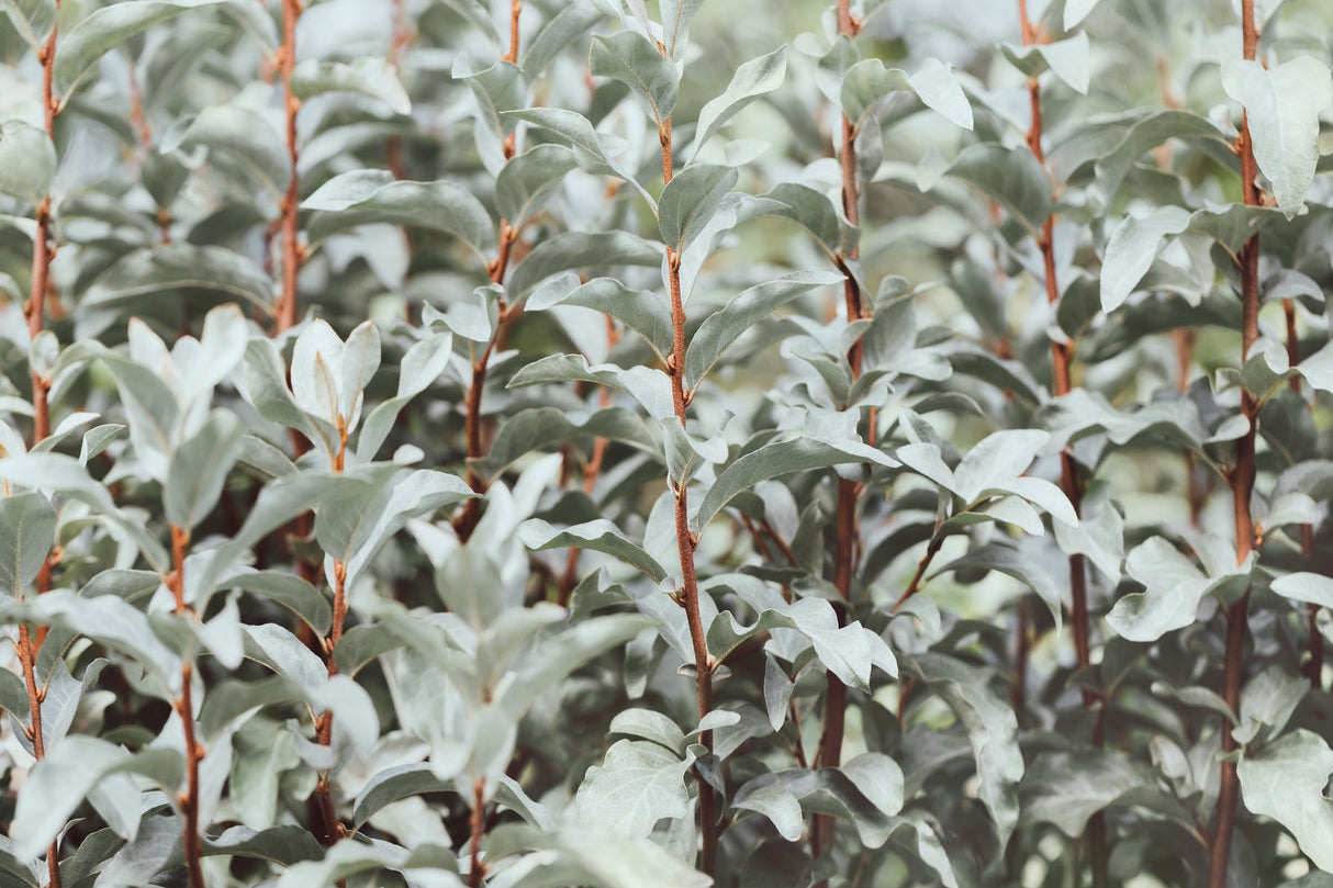10 AMERICAN SILVERBERRY Elaeagnus Commutata aka Wolf Willow Wolfberry Wild Olive Berry Fruit Shrub Seeds