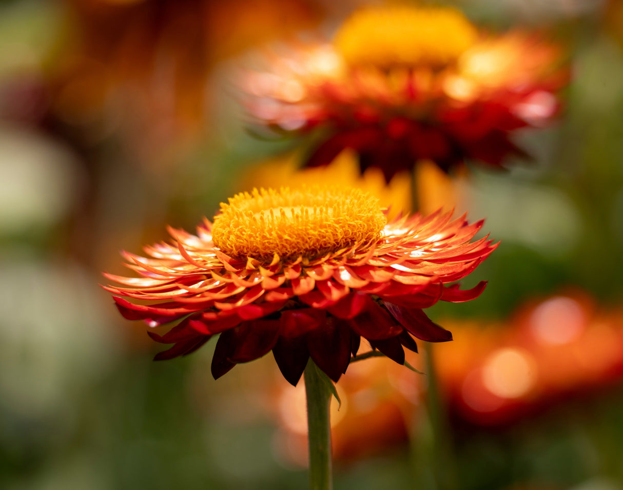 100 ORANGE DOUBLE STRAWFLOWER Xerochrysum Bracteatum Helichrysum Monstrosum Flower Seeds