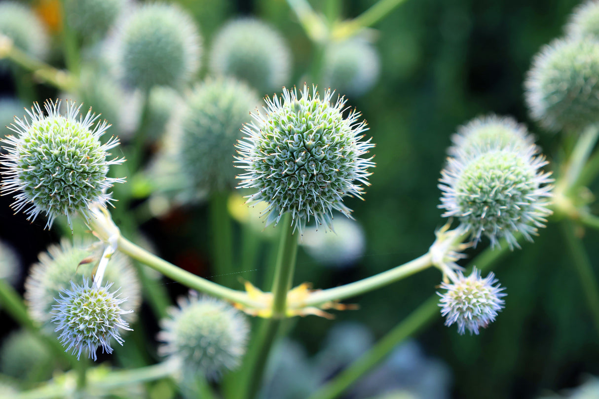 200 RATTLESNAKE MASTER / Button Snakeroot Eryngium Yuccifolium Flower Seeds