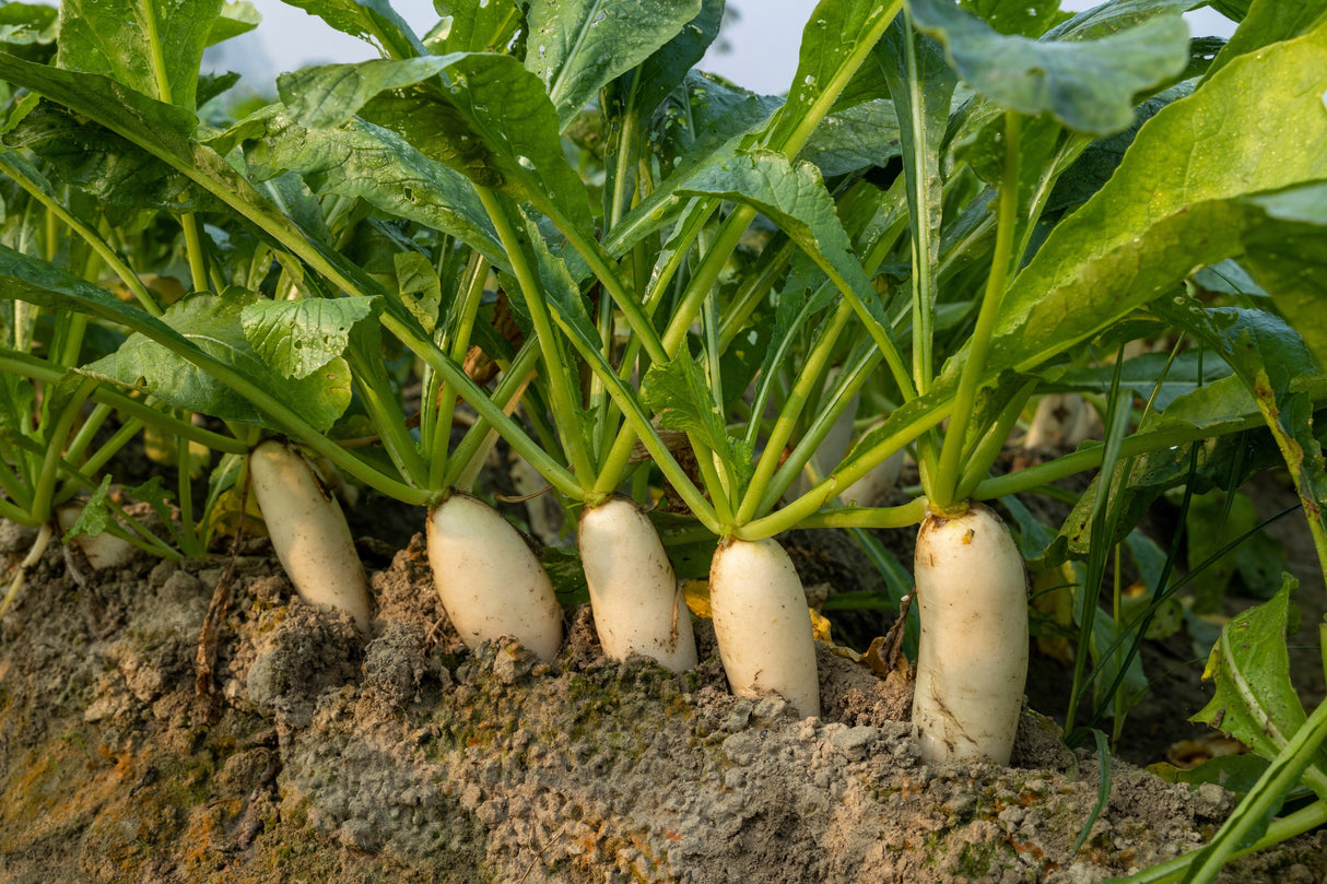 1250 WHITE ICICLE RADISH Raphanus Sativus Vegetable Seeds