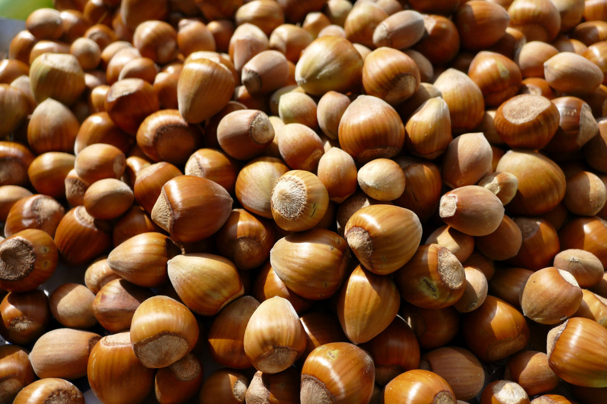 5 EUROPEAN HAZELNUT TREE aka Common Filbert Corylus Avellana Fruit Nut Seeds