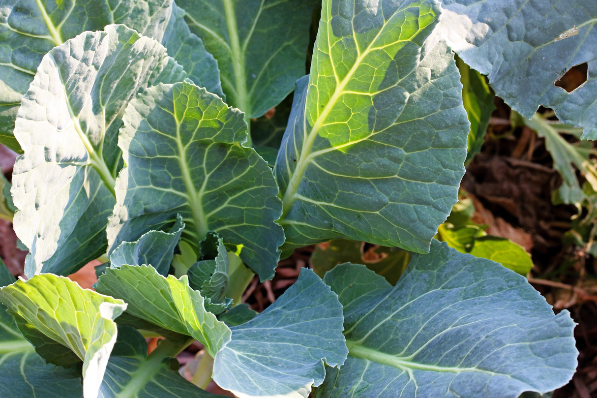 1000 PREMIER KALE Early Hanover Brassica Oleracea Greens Vegetable Seeds