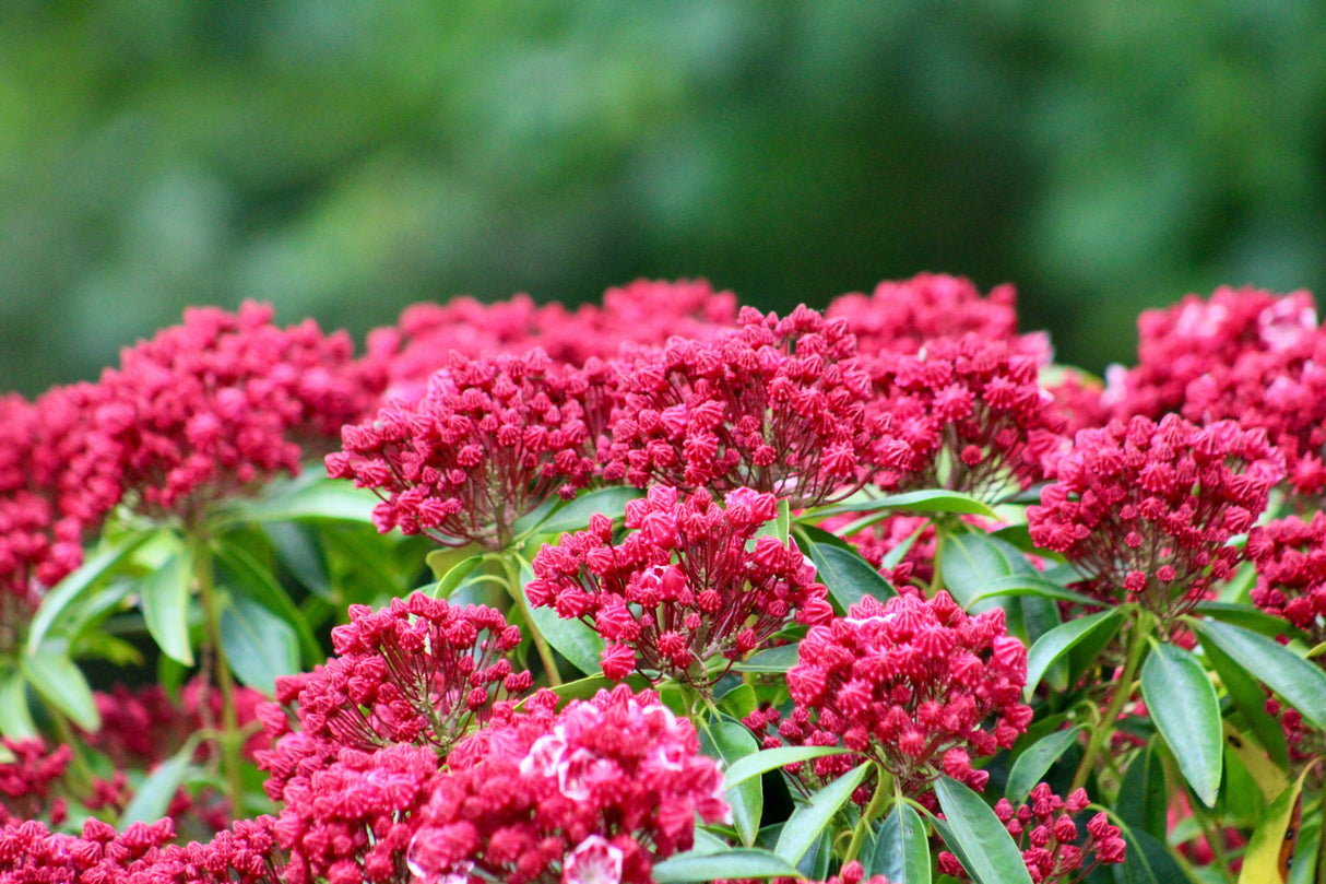 50 MOUNTAIN LAUREL White Pink Red Kalmia Latifolia Shrub Bush Seeds