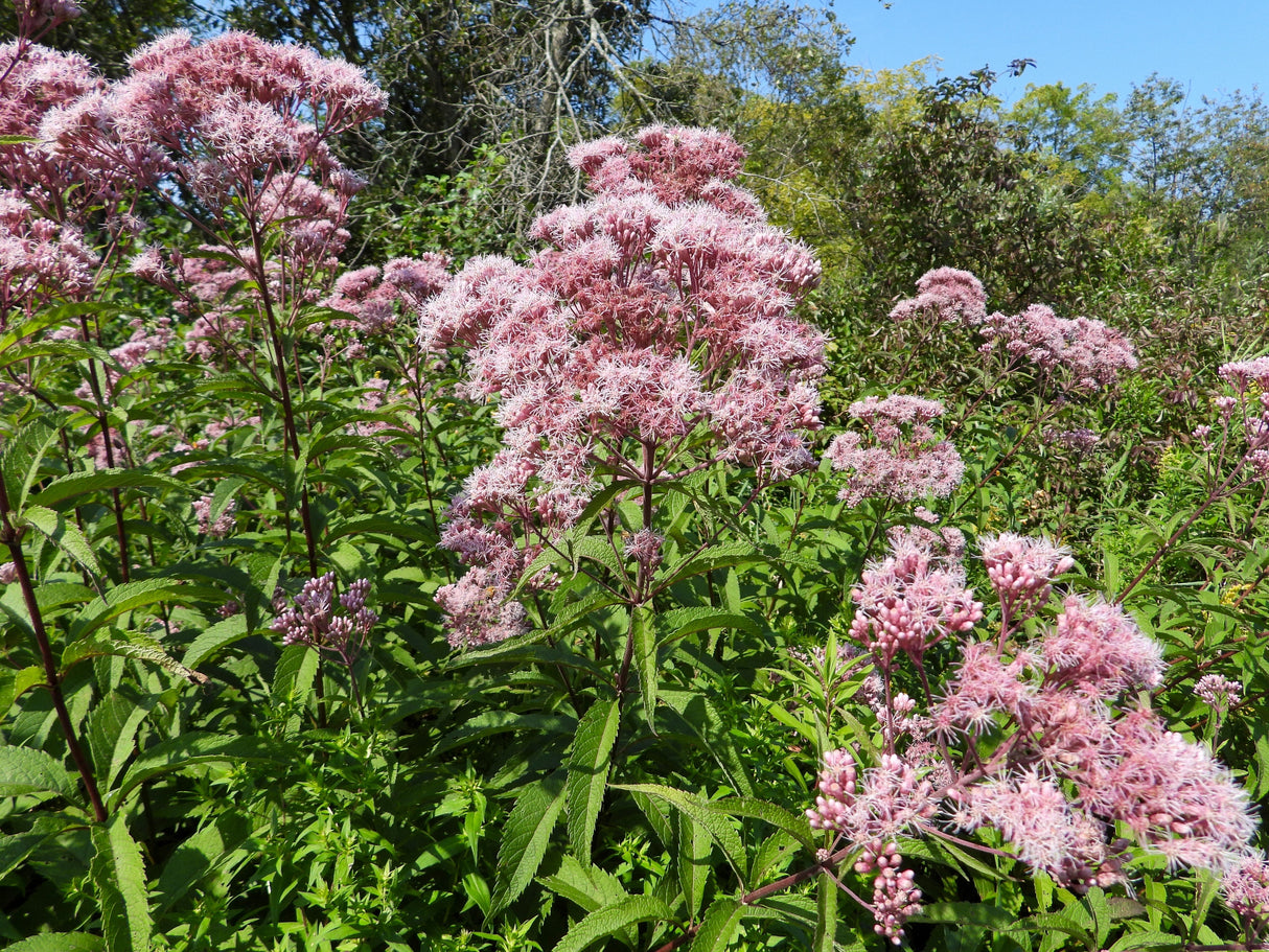 50 Pink JOE PYE WEED Eupatorium Maculatum Flower Seeds
