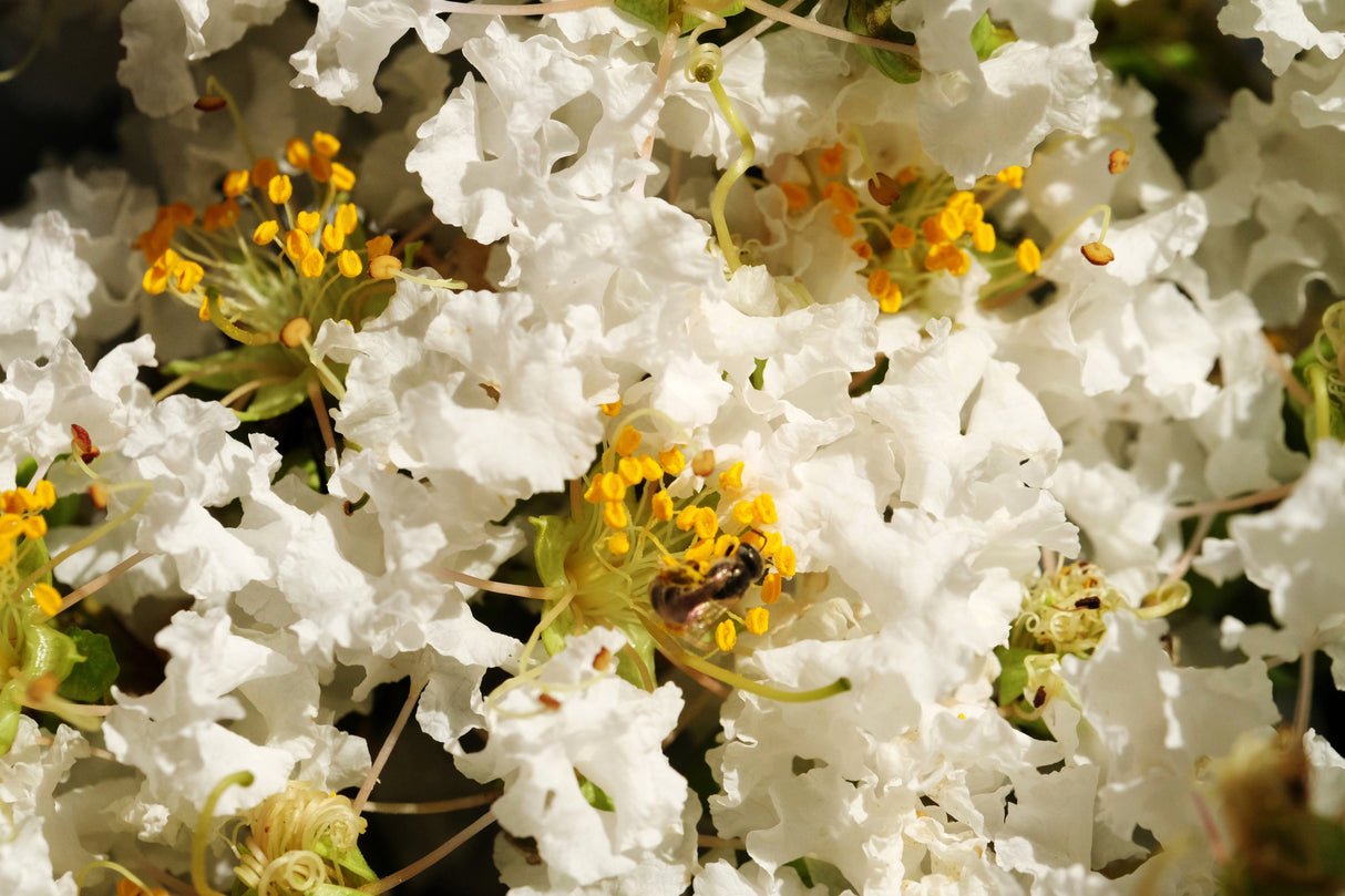 50 MIXED CREPE MYRTLE Lagerstroemia Indica Tree Shrub Crape 6 Color Mix - Red, Purple, Light Pink, Dark Pink, White, & Lilac Flower Seeds