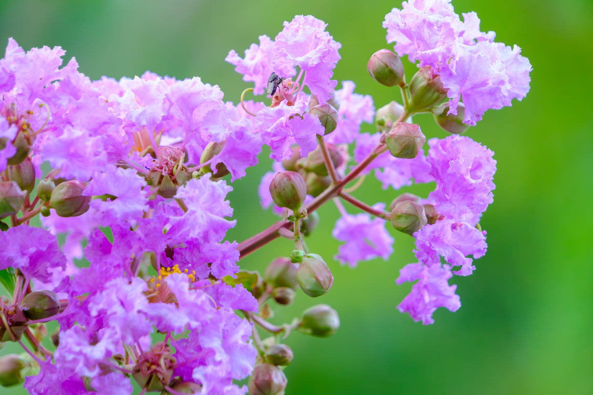 50 MIXED CREPE MYRTLE Lagerstroemia Indica Tree Shrub Crape 6 Color Mix - Red, Purple, Light Pink, Dark Pink, White, & Lilac Flower Seeds
