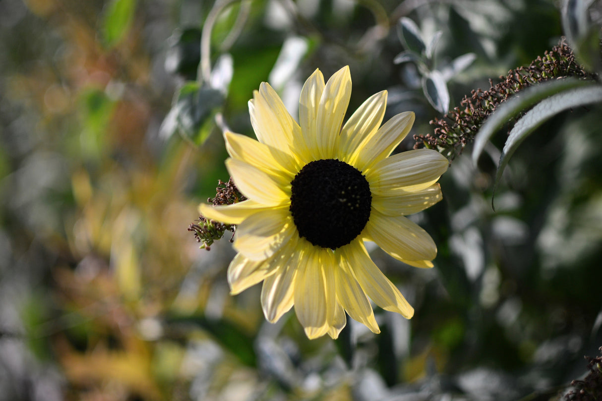 50 VANILLA ICE SUNFLOWER Two Tone Light Yellow Helianthus Annuus Flower Seeds