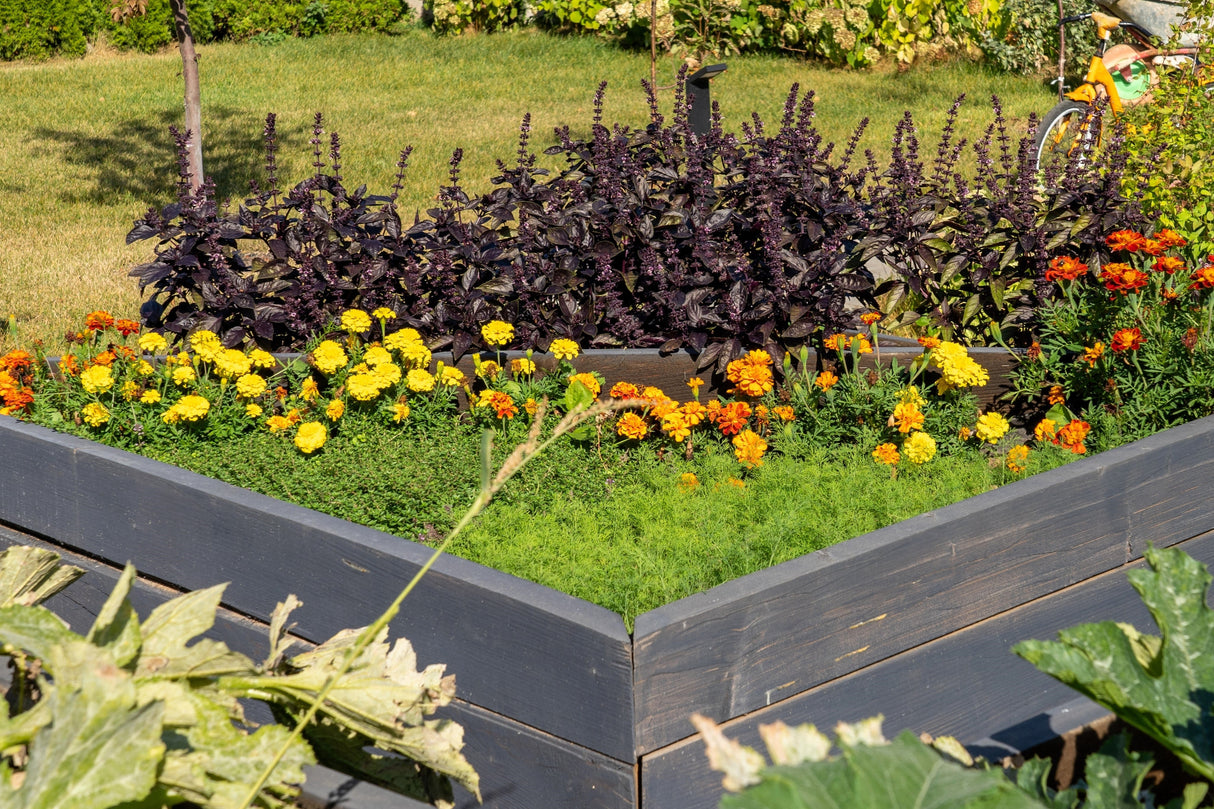 500 DARK OPAL BASIL (Purple Ruffles) Ocimum Basilicum Herb Flower Seeds
