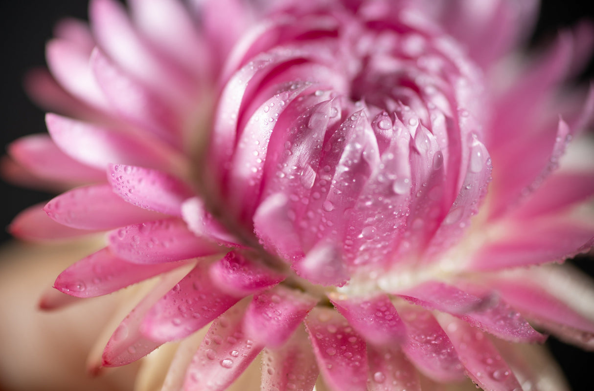 50 PINK DOUBLE STRAWFLOWER Helichrysum Xerochrysum Bracteatum Flower Seeds
