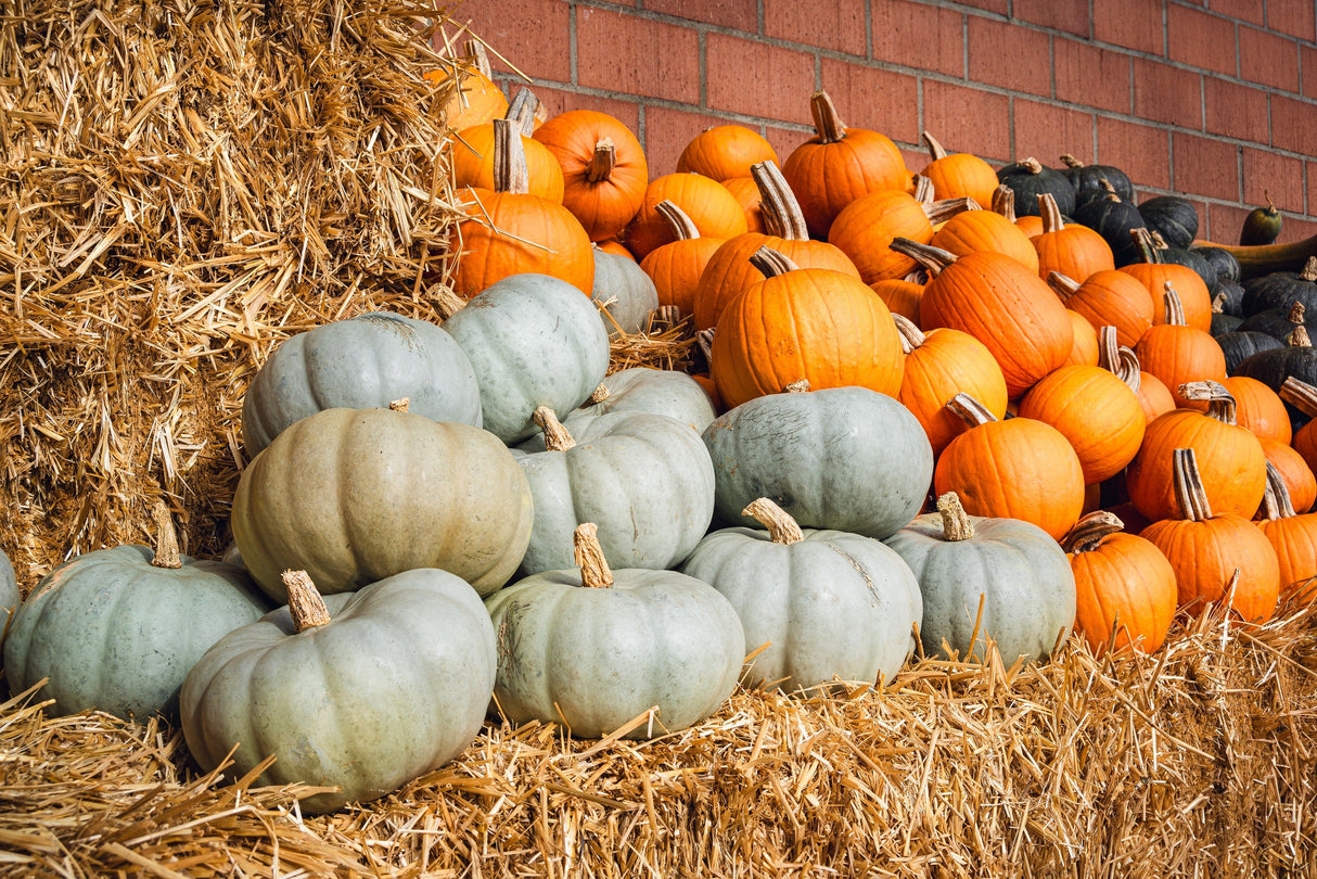15 JARRAHDALE GREEN PUMPKIN Jarradale Blue Grey Cucurbita Maxima Vegetable Seeds