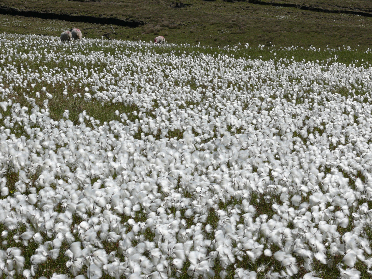 25 TAWNY COTTONGRASS Flower Seeds Eriophorum Virginicum Hare's Tail Cotton Grass Seeds